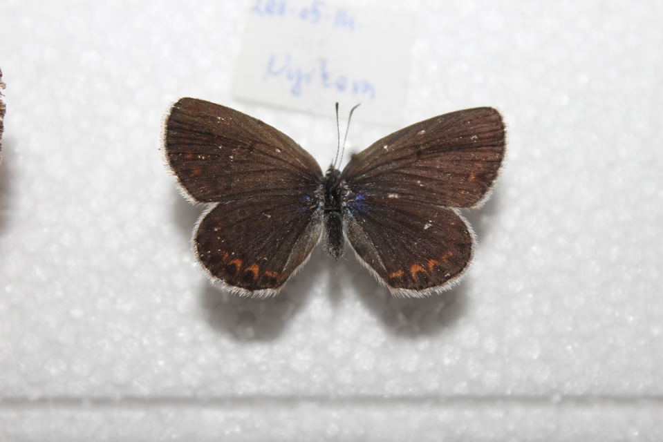 Plebejus argyrognomon - tintakék boglárka