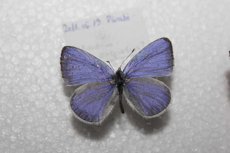 Celastrina argiolus - bengeboglárka