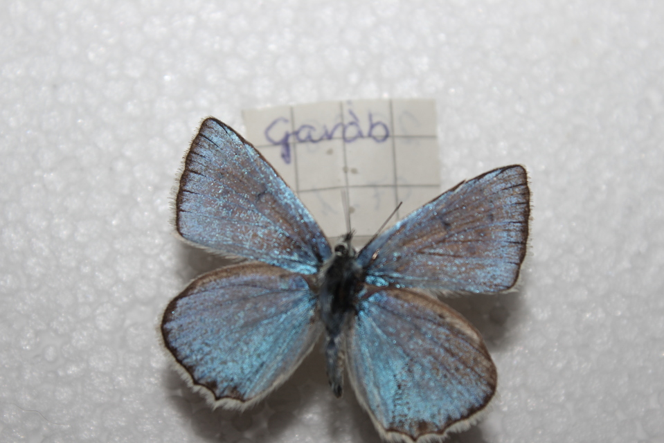 Polyommatus daphnis - csipkés boglárka