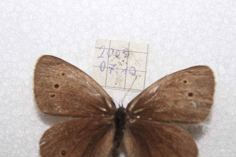 Aphantopus hyperanthus - közönséges ökörszemlepke
