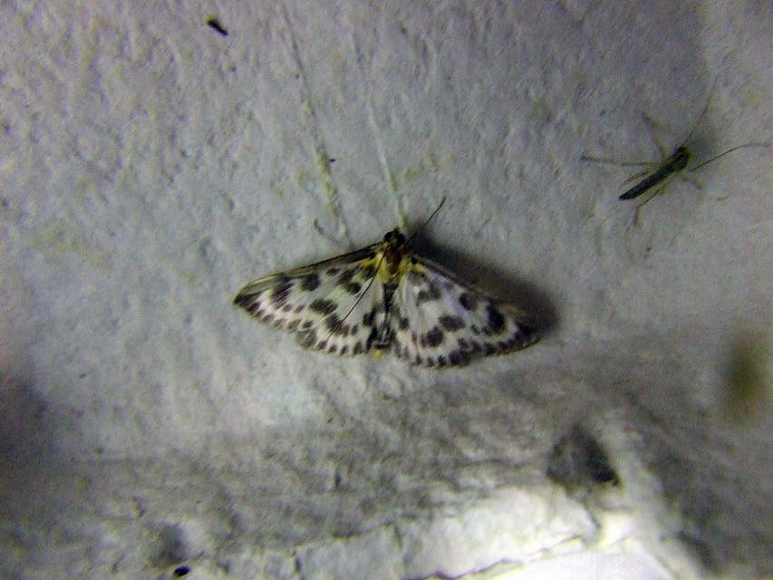 Anania hortulata - tarka csalánmoly
