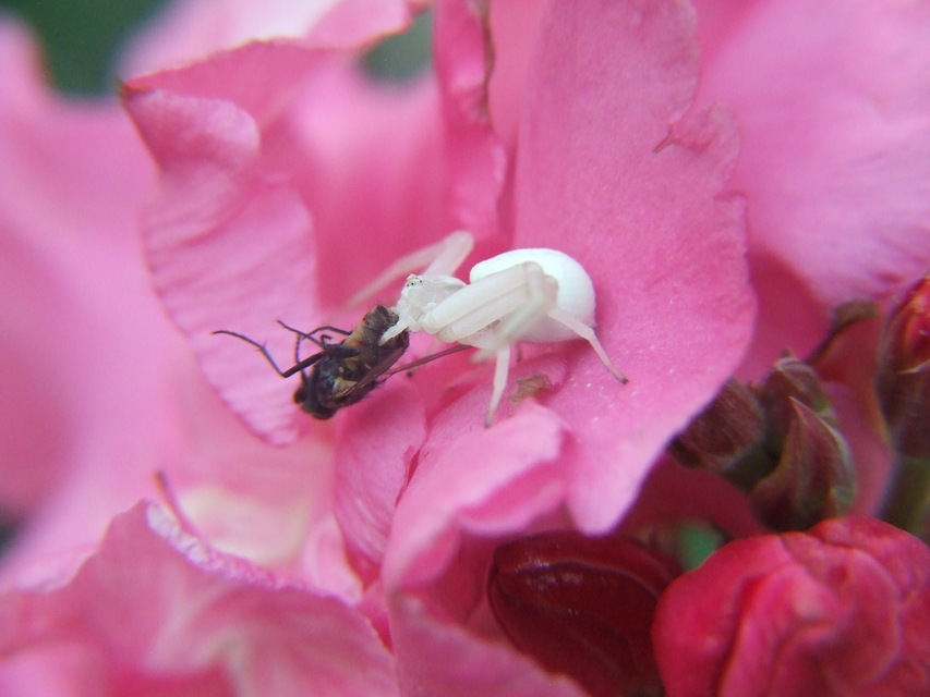 Misumena vatia - viráglakó karolópók