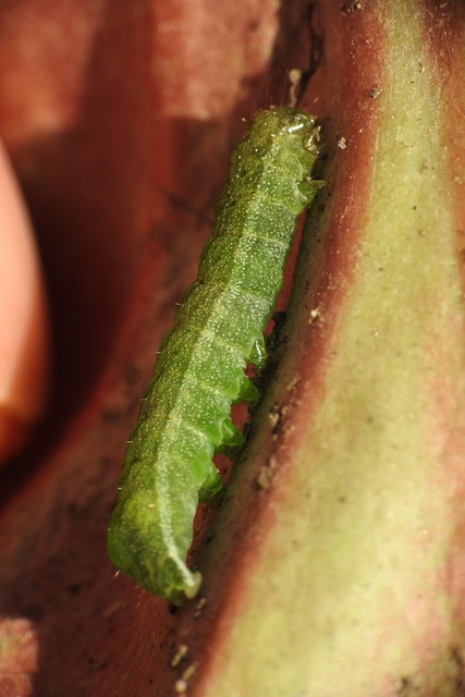 Phlogophora meticulosa - vándorló csipkésbagoly