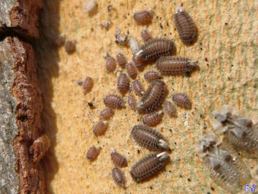 Polyxenus