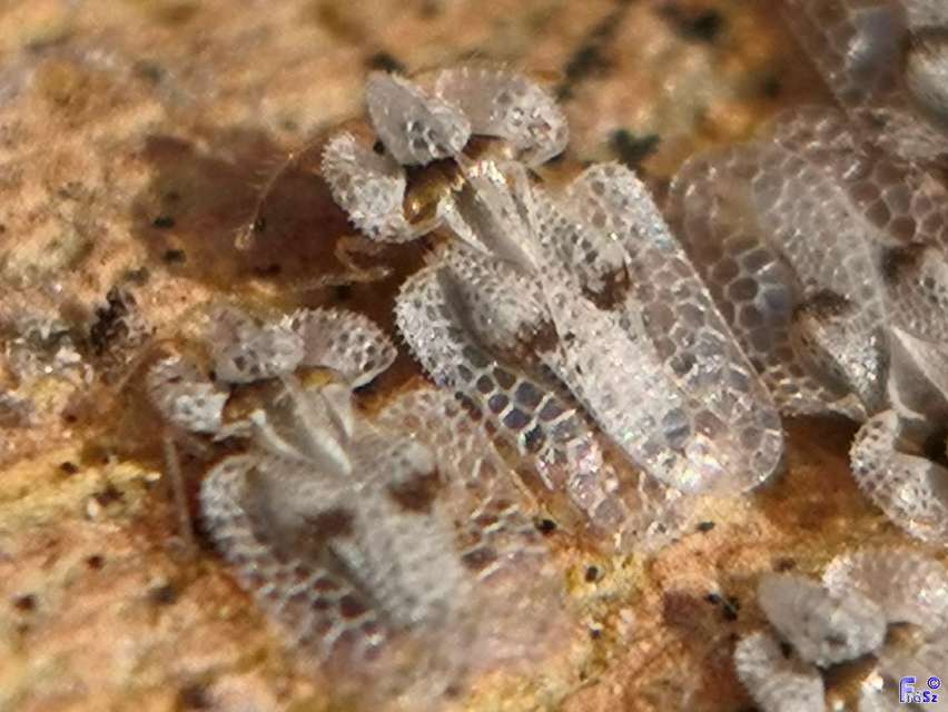 Corythucha ciliata - platán-csipkéspoloska
