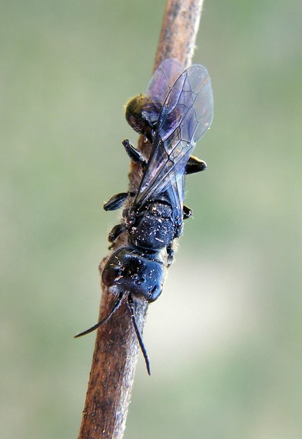Crabronidae - szitásdarazsak