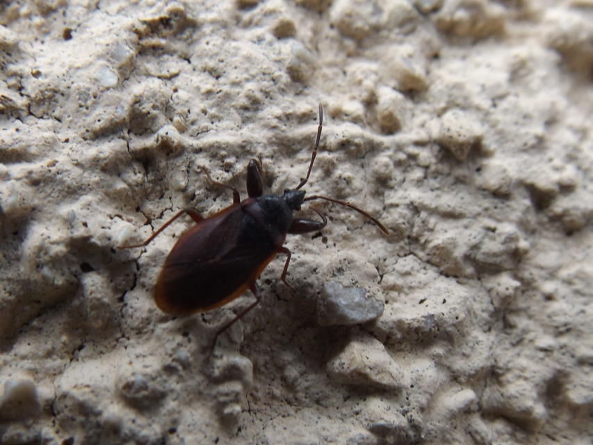 Gastrodes grossipes - lapos bodobács