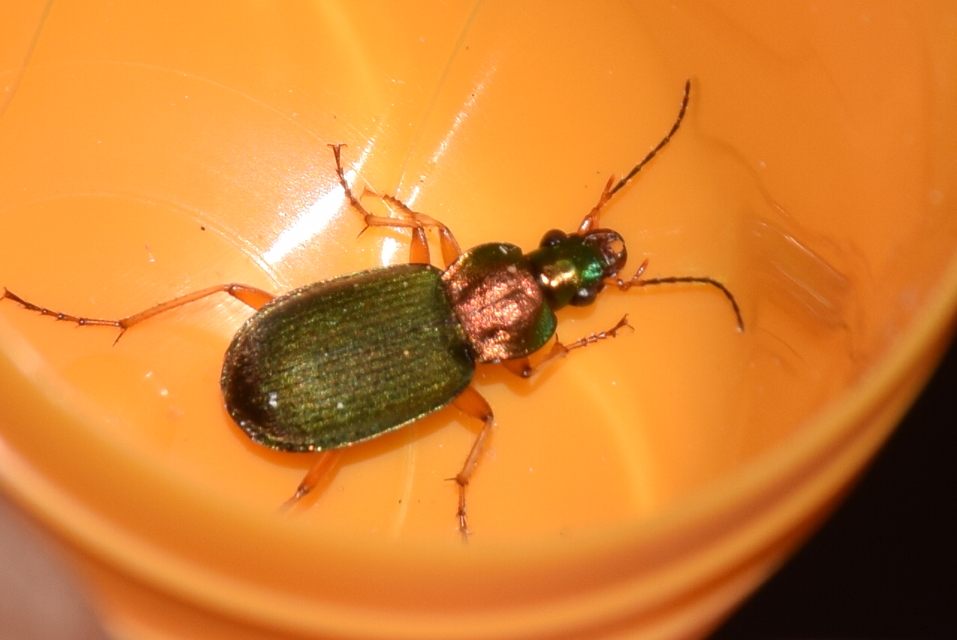 Chlaenius nitidulus - közönséges bűzfutó