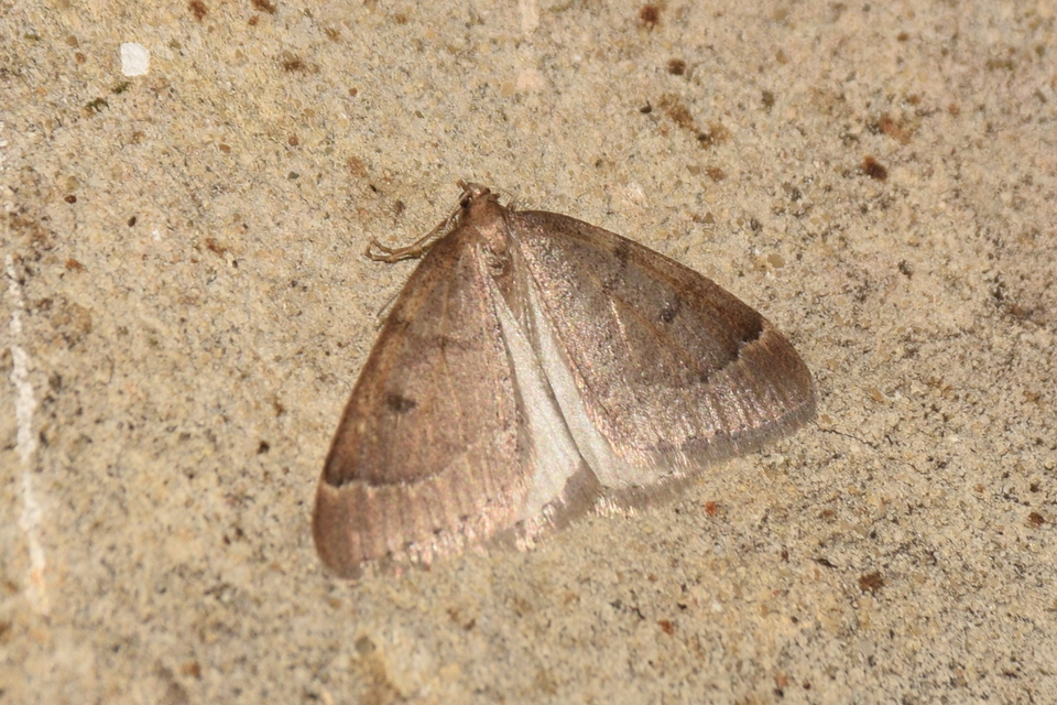 Theria rupicapraria - tavaszi kökényaraszoló
