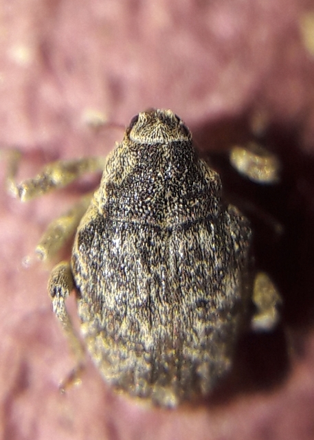 Parethelcus pollinarius - csalánporzó ormányos