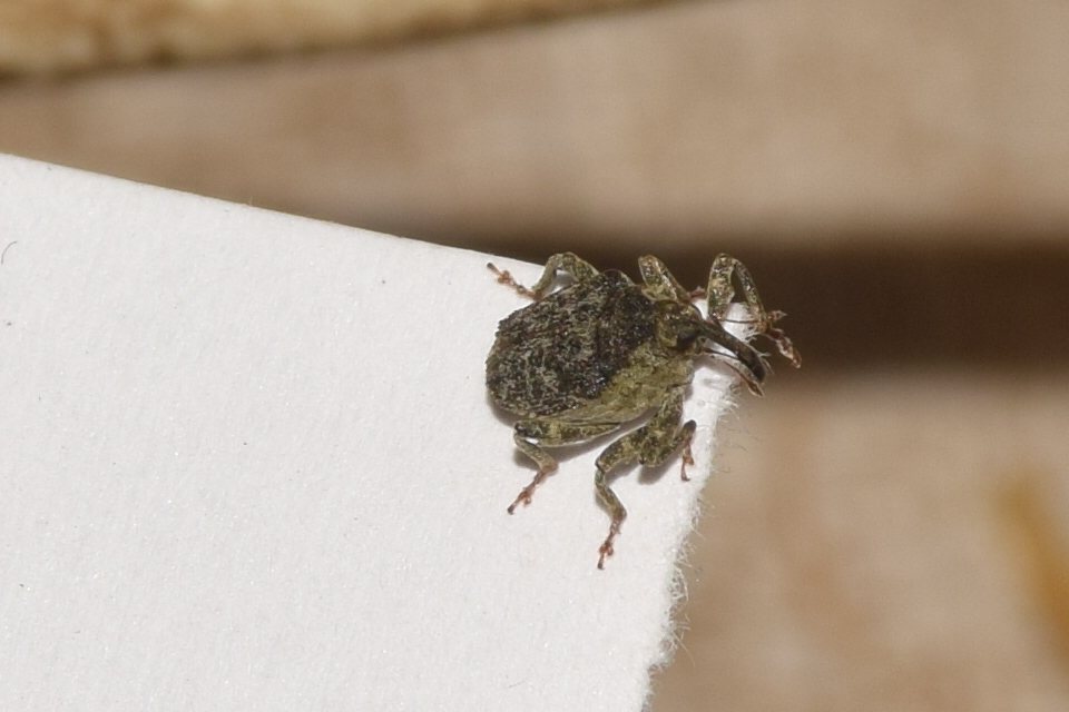 Parethelcus pollinarius - csalánporzó ormányos