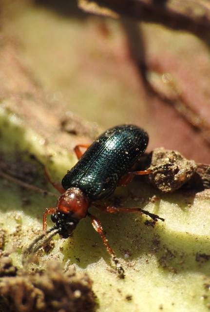Oulema melanopus/duftschmidi