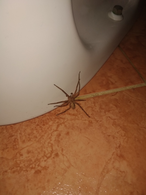 Zoropsis spinimana - tüskéskezű álfarkaspók