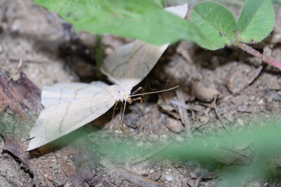 Cyclophora linearia - vonalas pettyesaraszoló