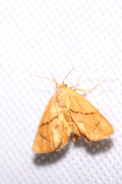 Apoda limacodes - kagylólepke