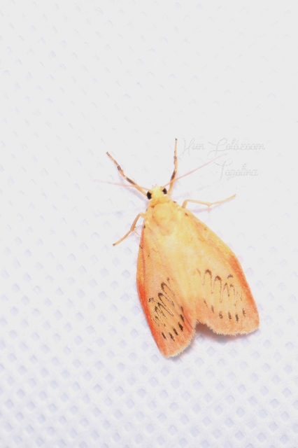 Miltochrista miniata - piros medvelepke