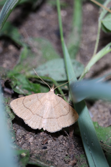 Paracolax tristalis - sárgás karcsúbagoly