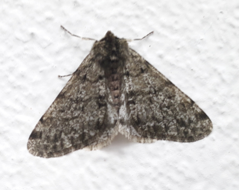 Apocheima pilosaria - zöldes tavasziaraszoló
