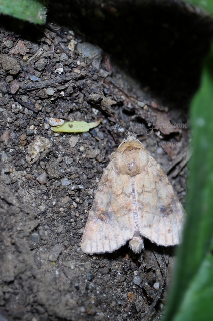 Atypha pulmonaris - tüdőfű-levélbagoly