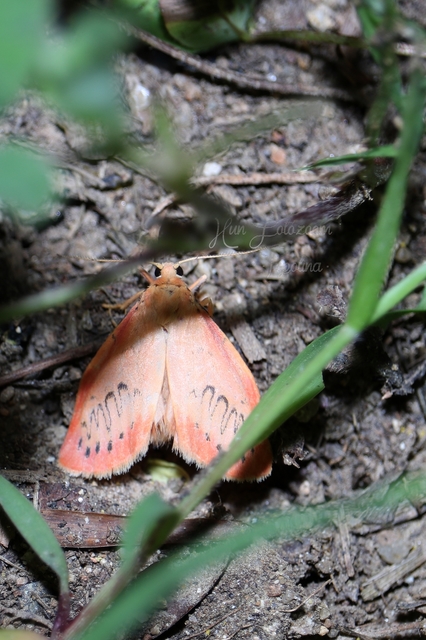 Miltochrista miniata - piros medvelepke