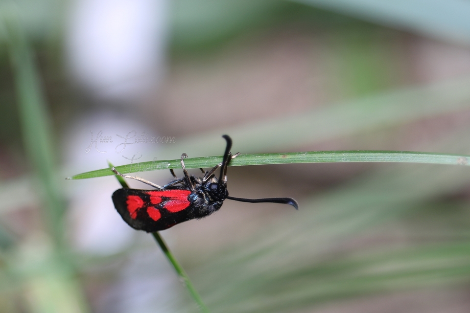 Zygaena loti - közönséges csüngőlepke