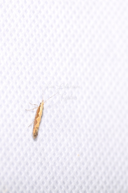 Plutella xylostella - káposztamoly