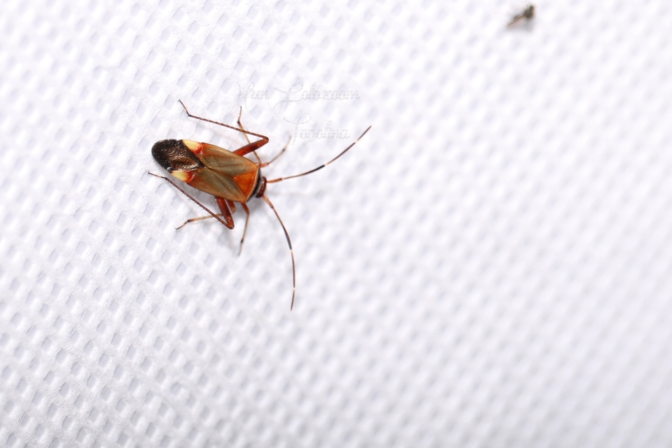 Adelphocoris vandalicus - feketevállú mezeipoloska