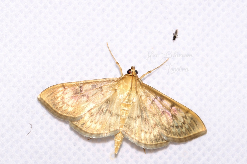 Patania ruralis - csalánevő tűzmoly
