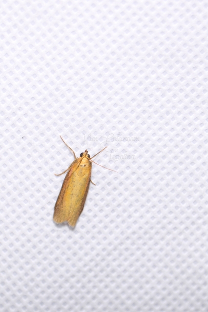 Oncocera semirubella - lucernamoly