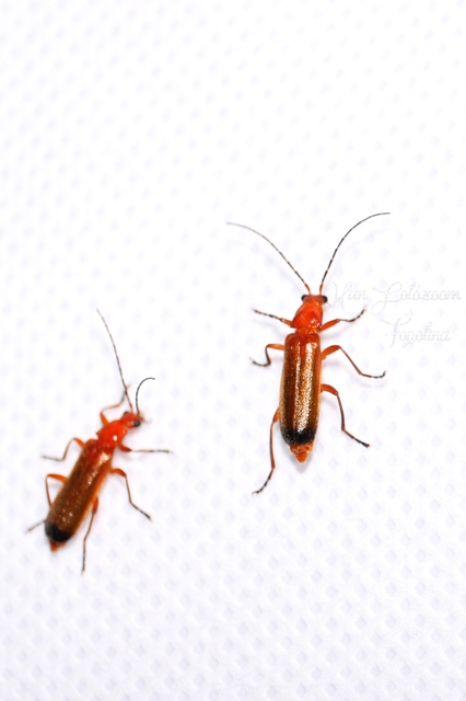 Rhagonycha fulva - feketevégű lágybogár