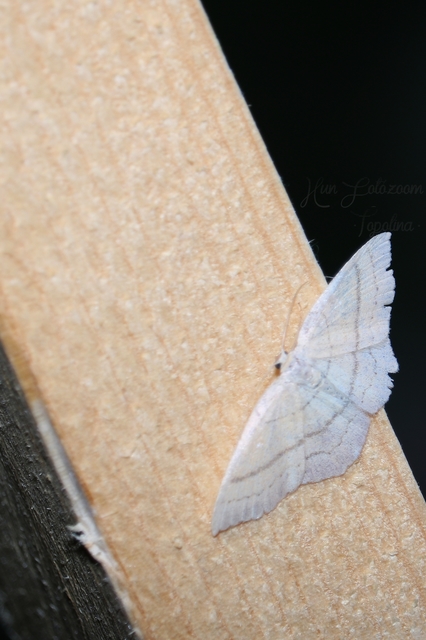Cyclophora linearia - vonalas pettyesaraszoló
