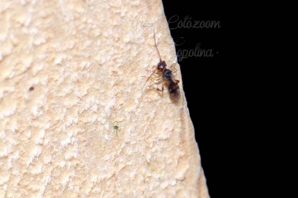 Braconidae - gyilkosfürkészek