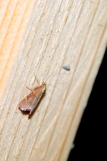 Hypsopygia rubidalis - vörös fényilonca