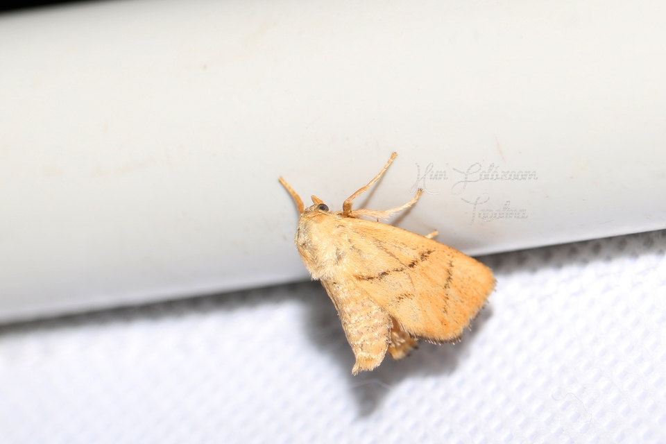 Apoda limacodes - kagylólepke