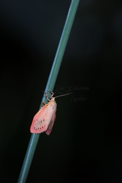 Miltochrista miniata - piros medvelepke