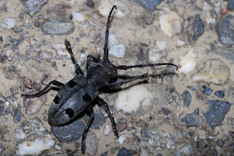 Morimus asper funereus - gyászcincér