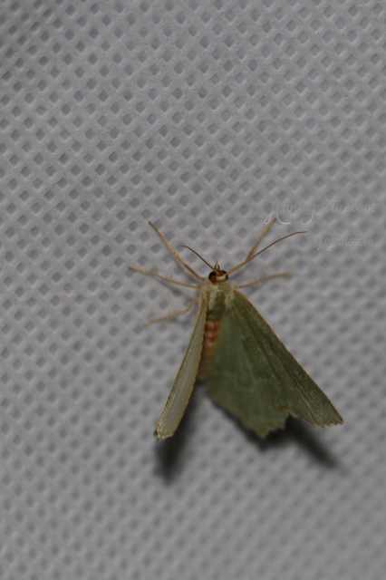 Hemithea aestivaria - nyír-zöldaraszoló