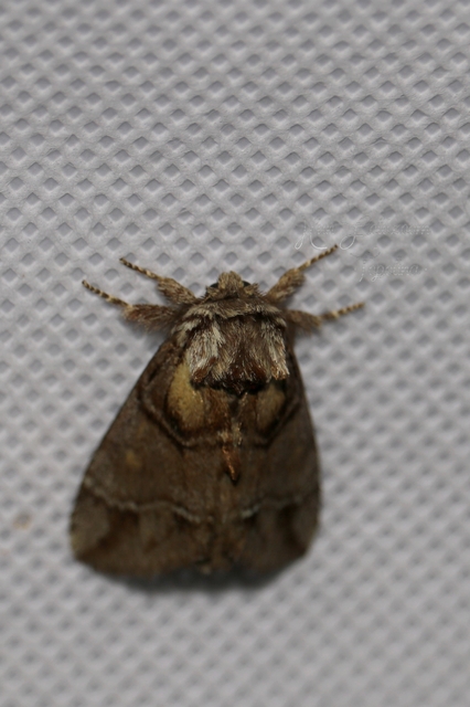 Drymonia velitaris - hegyi púposszövő