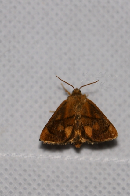 Apoda limacodes - kagylólepke