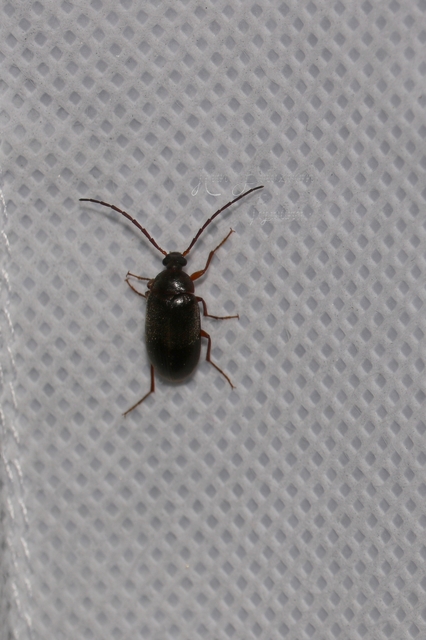 Hymenalia rufipes - rőtlábú alkonybogár
