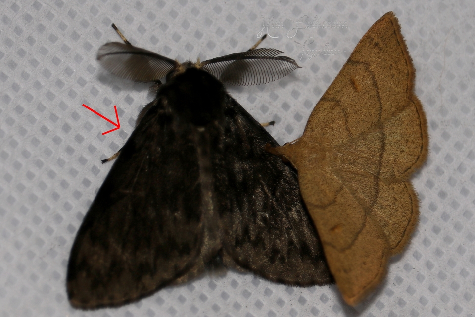 Lymantria monacha - apácalepke