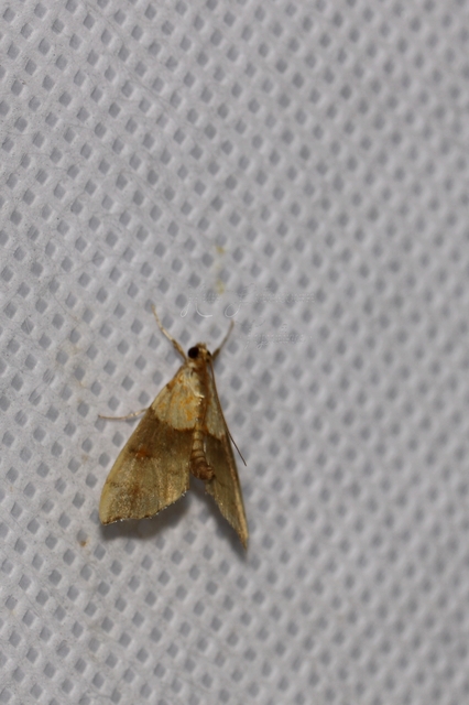 Agrotera nemoralis - ligeti tűzmoly