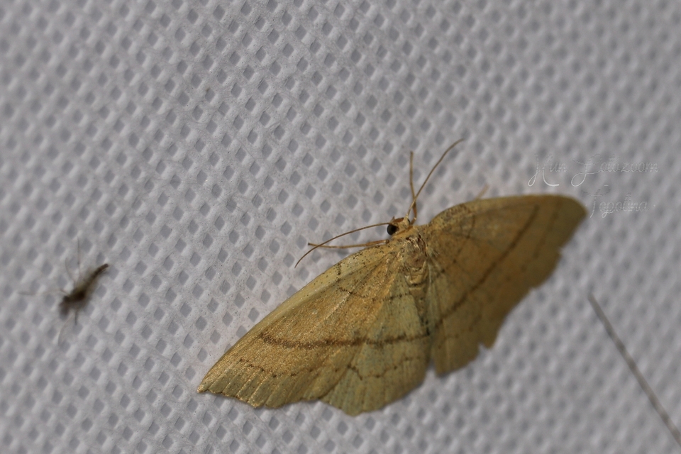 Cyclophora linearia - vonalas pettyesaraszoló