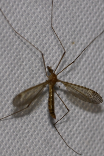 Tipula