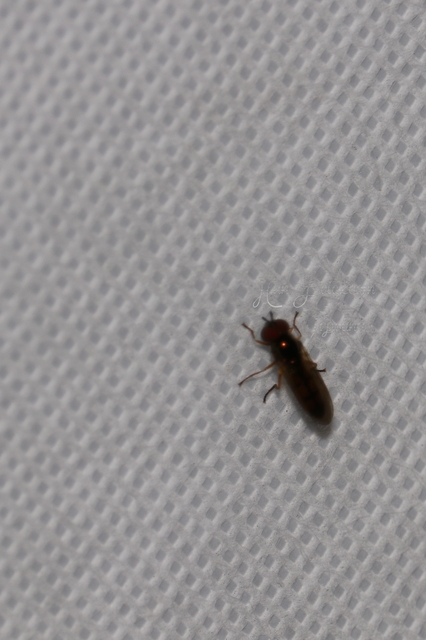 Melanostoma