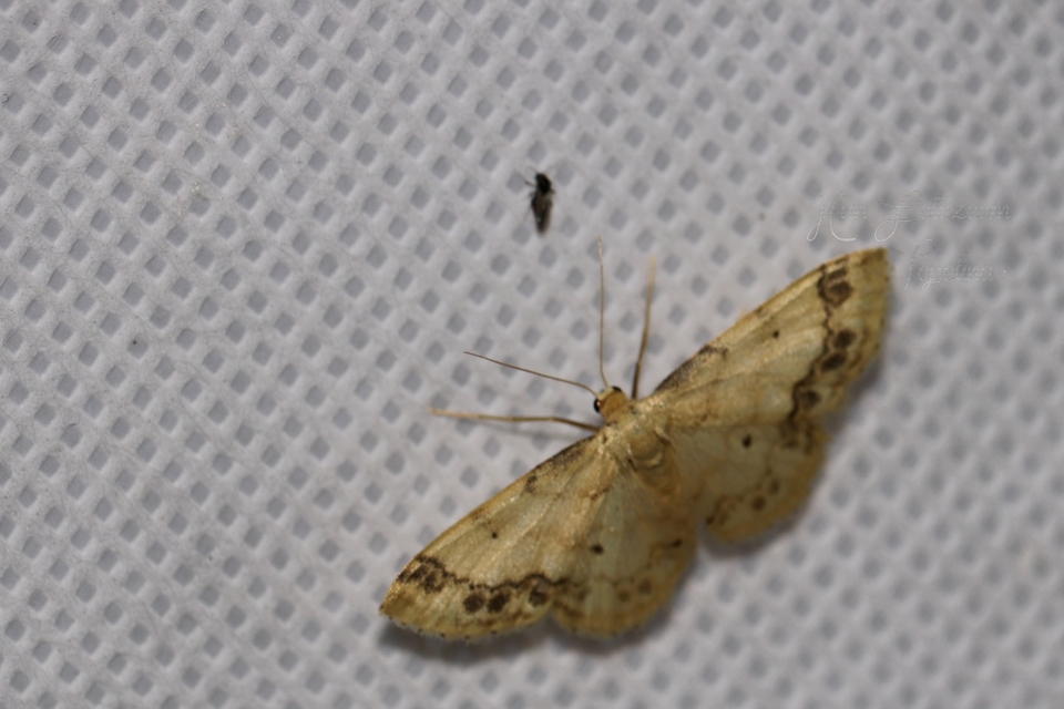 Idaea trigeminata - csúcsfoltos apróaraszoló