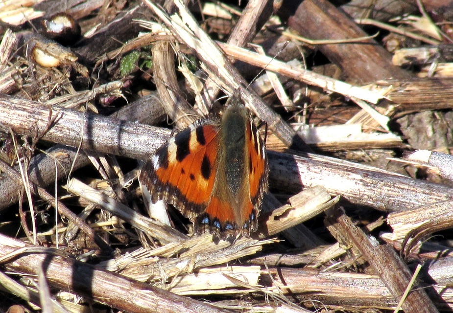 Nymphalis urticae - kis rókalepke