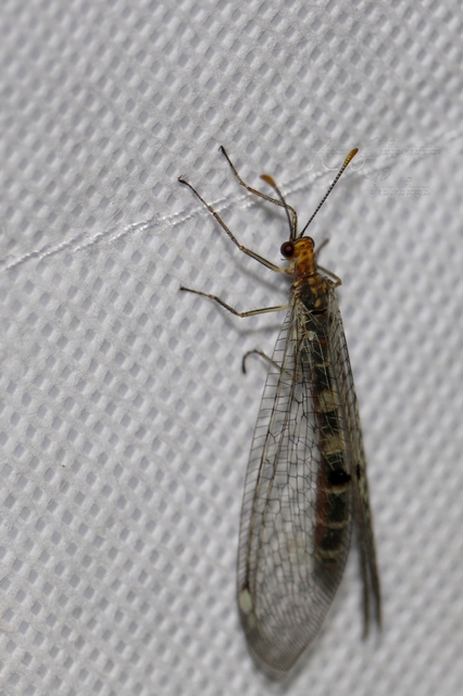 Megistopus flavicornis - kétfoltos hangyaleső