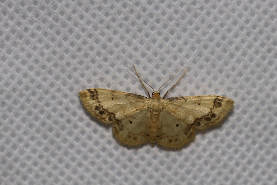 Idaea trigeminata - csúcsfoltos apróaraszoló
