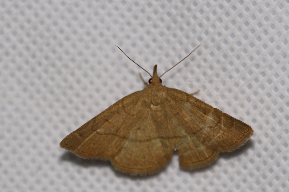 Paracolax tristalis - sárgás karcsúbagoly
